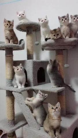 cute kitty collection