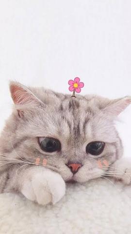 Super cute grey kitty with flower on their head