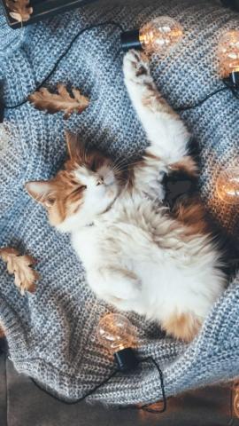 Mobile Cat Wallpapers - Android, iPhone, Smartphone HD Wallpapers - Purrfect Love