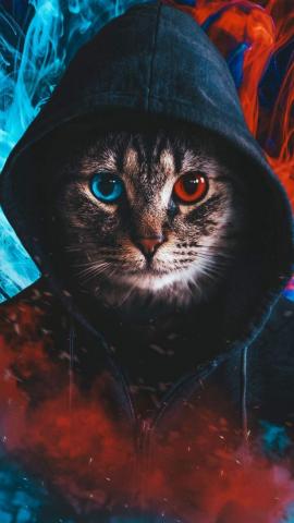 Hoodie Cat IPhone Wallpaper - Free PNG Images Vector, PSD, Clipart, Templates