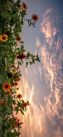 Sunflowers Pretty landscapes, Sky aesthetic, Scenery wallpaper