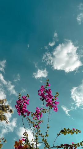 Pin by  on  Flowers photography wallpaper, Iphone wallpaper landscape, Photography wallpaper