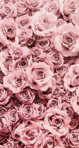 49+ Beautiful Rose iPhone Wallpaper HD Quality