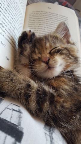 Just Photos Of Adorable Animals With Books Because The World Is Ugh.