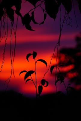 Tree in Dusk