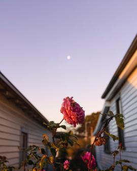 A pink rose against the purple evening sky with the moon in the background and warm sunset light in the front.