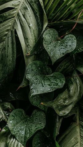 Download free image of Wet monstera plant leaves mobile wallpaper by Jira about iphone wallpaper, wallpaper, nature wallpaper, tropical leaves, and instagram story 2264193