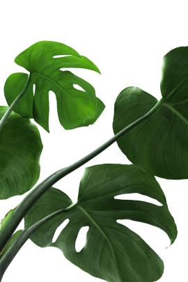 green monstera leaves on white background wallpaper