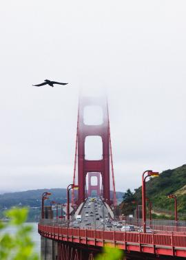 Lots of activity around the Golden Gate Bridge in the fog.