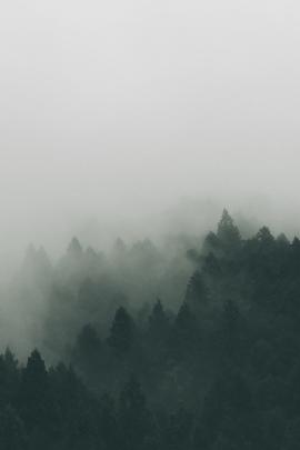 White fog over the dark forest