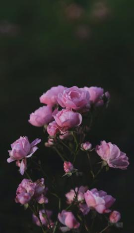 Small pink roses