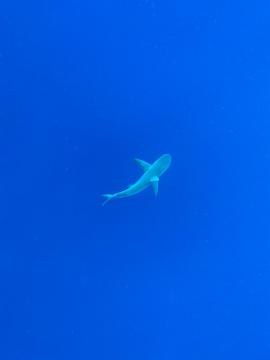 A sole Galapagos Shark in the deep blue waters of Lord Howe Island