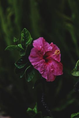 Hibiscus