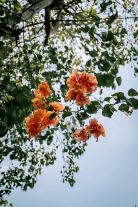 Bougainvillea flowers