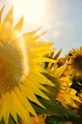 close-up of a sunflower