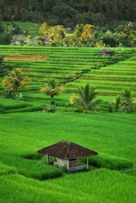 Bali ricefields