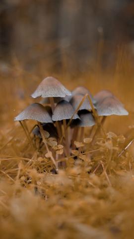 Jovan Vasiljević Photography / A close up, macro shot of a mushroom family in a magical, autumn-fall forest