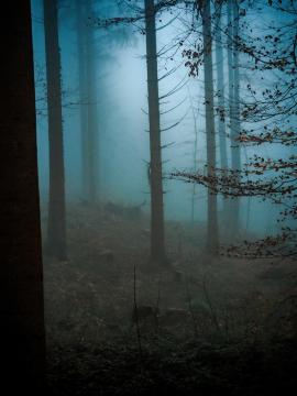 dark blue foggy pine forest during the day