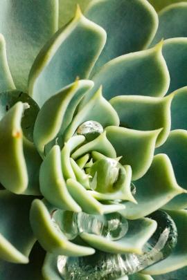 Water on succulent