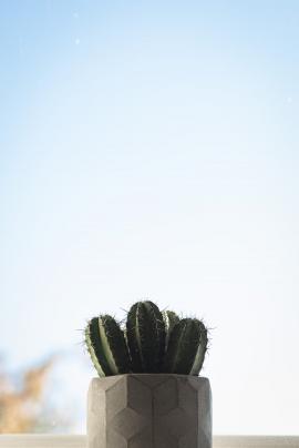 Cereus Skyline cactus houseplant on windowsill