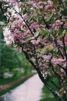 Sakura blossom in Kyiv