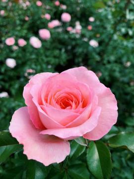 pink rose in gardens