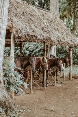 Cuban horse farm.