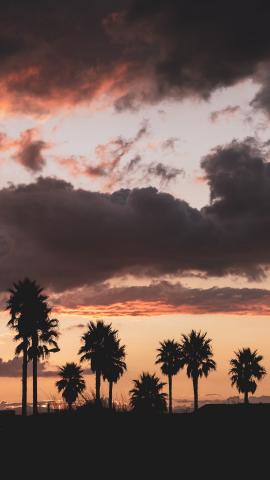 Palm trees silhouetted against the sunset with clouds, perfect for a smart phone wallpaper or lock screen.