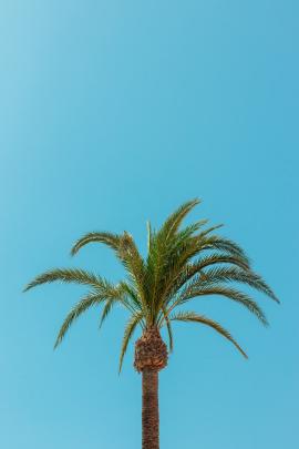 Photo of a palm tree with the sky in the background