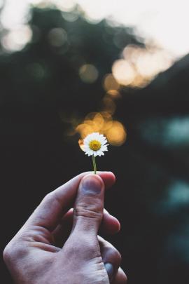 Hand holding flower