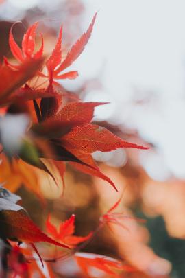 Maple leaves in Spring