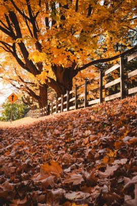 Mape tree in fall, with wooden fence