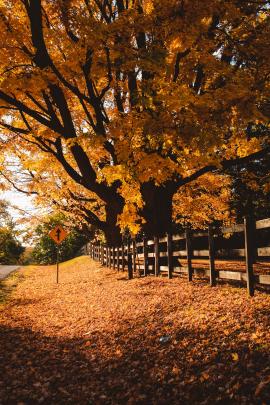 Maple tree in canada in fall, with wooden fence