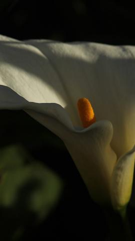Macro shot of white calla lily