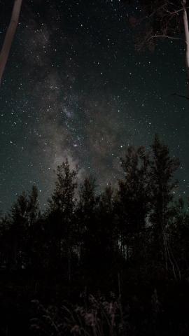 Starry sky, stars, trees, night wallpaper, background