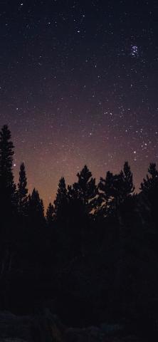 Night out, another day, forest, trees, starry sky, silhouette, 1125x2436 wallpaper