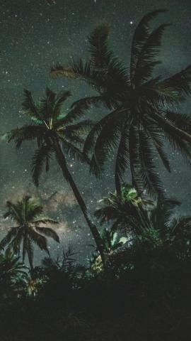 Palms Trees Starry Sky Wallpaper - 1440x2560
