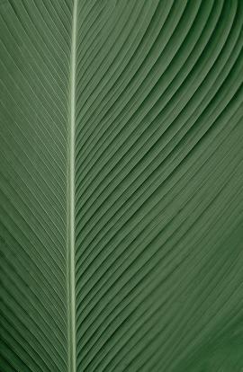 the texture of green leaf