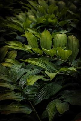 Beautiful ferns overlap one another