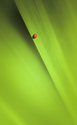 A Ladybug on nature green leaf