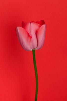 Red tulip on the red backround