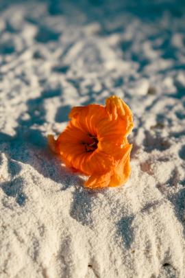 random flower on a beach