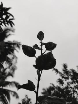 Unsaturated plant with a dark background.
