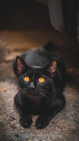 Luna the black cat