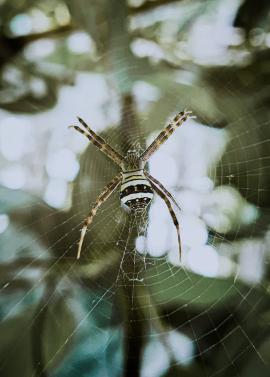 A banded garden Spider...