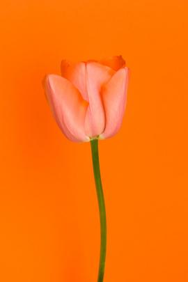 Orange tulip on the orange backround