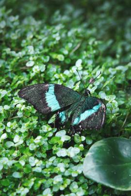 A green metallic like butterfly on a green bush