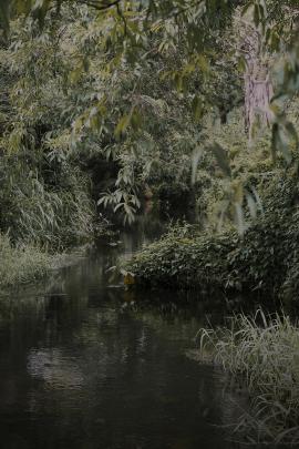 Subtropical forest river, in the monsoon season