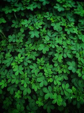 Green Leaves Plants