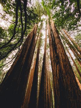 Redwood trees